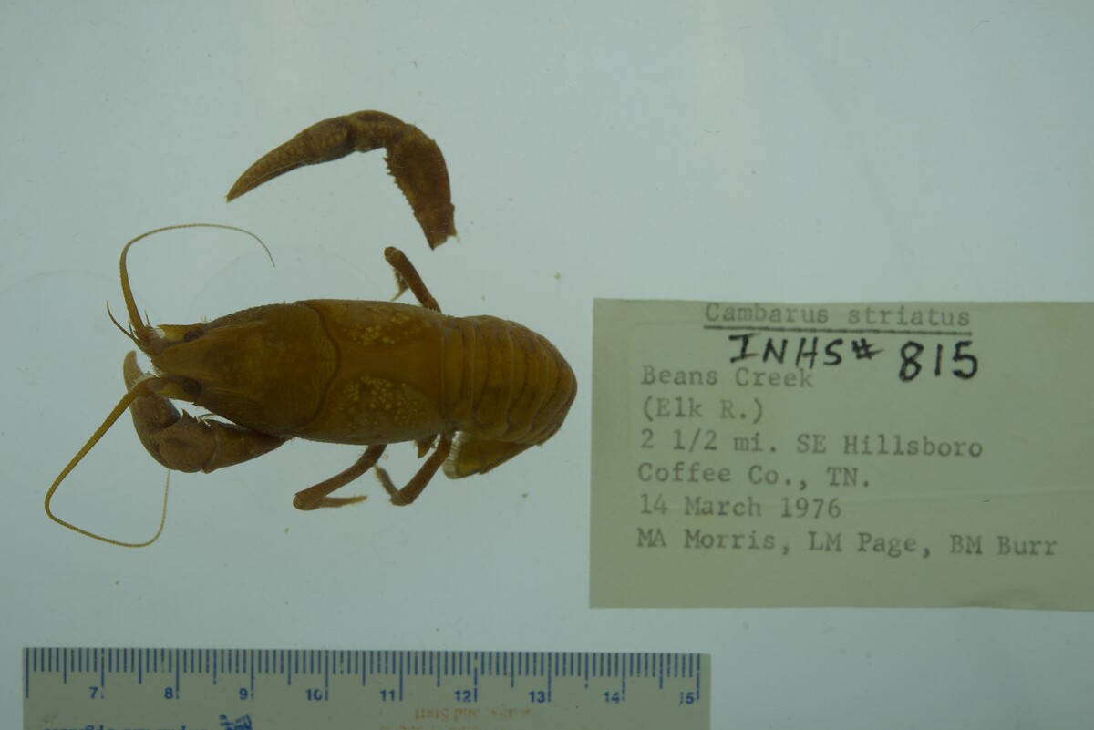 Cambarus striatus image